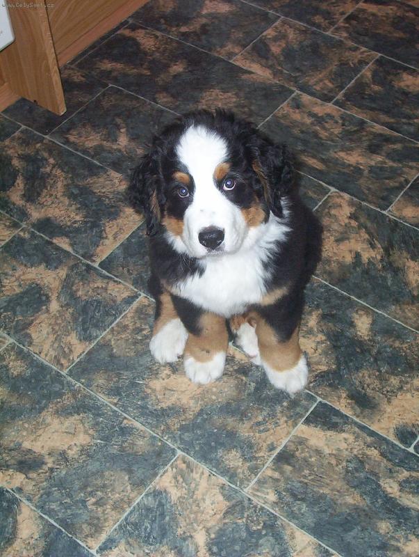 Foto: Ber���ek