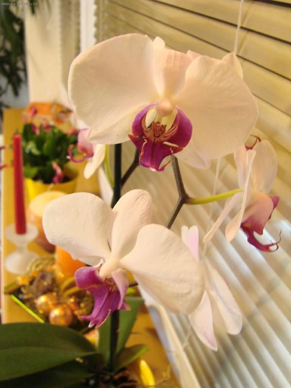 Foto: Mart�kovo d�lo