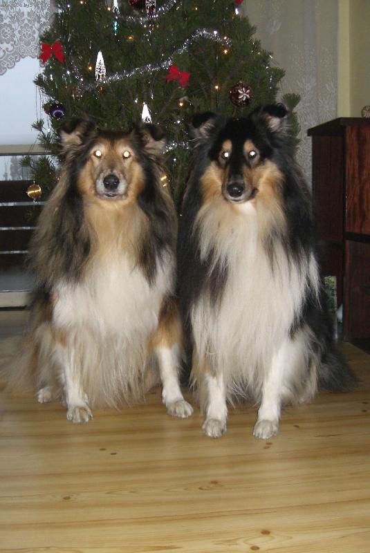 Foto: Ulvar a Beky-24.12.2006