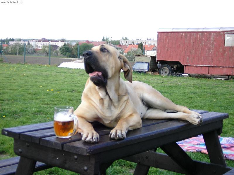 Foto: obl�ben� relax na�� fenky Cori