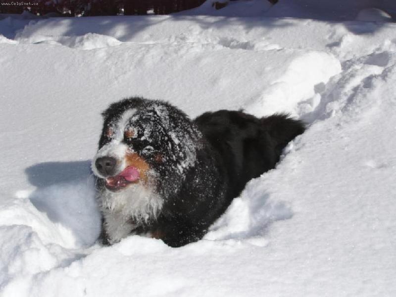 Foto: Miluju sn�ch!!!!!!!!!