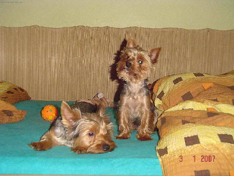 Foto: Albert a Monty-D�vej se mi do o�� .......