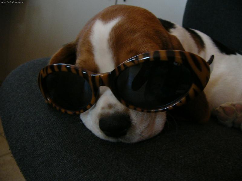 Foto: Agentka B�ra