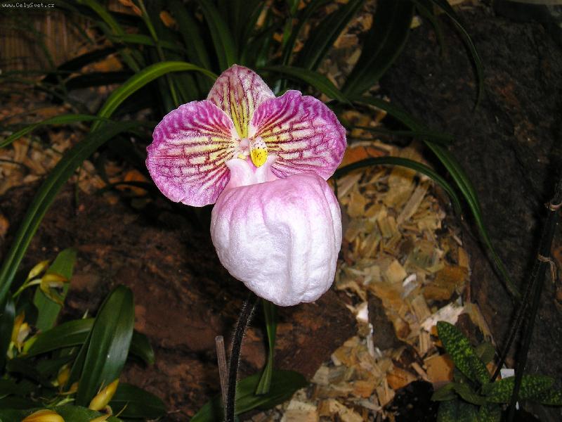 Foto: Pantofl��ek