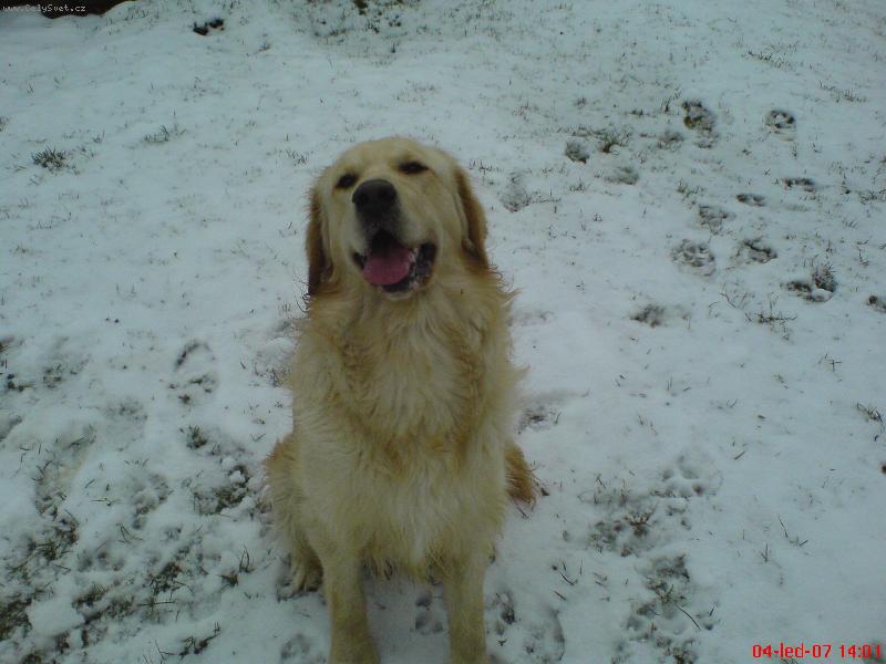 Foto: Max�k na sn�hu2