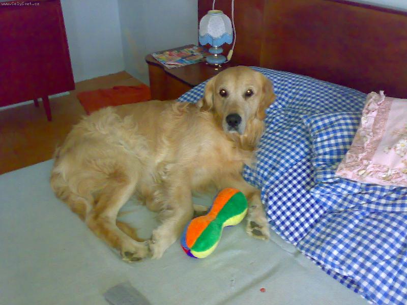 Foto: V�no�n� d�rek