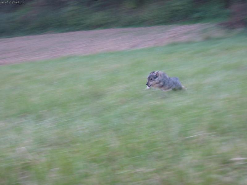 Foto: N� pes!!!- Hele zaj�c!