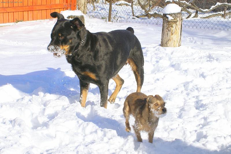 Foto: Kdo m� v�t�� sn�hov� vous, vyhr�v�.