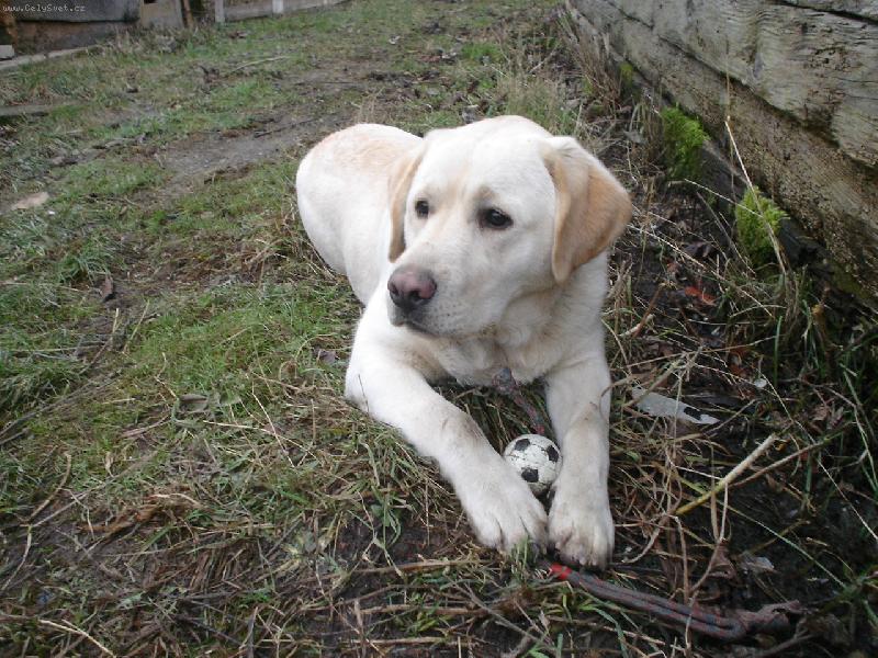 Foto: M�j mil��ek