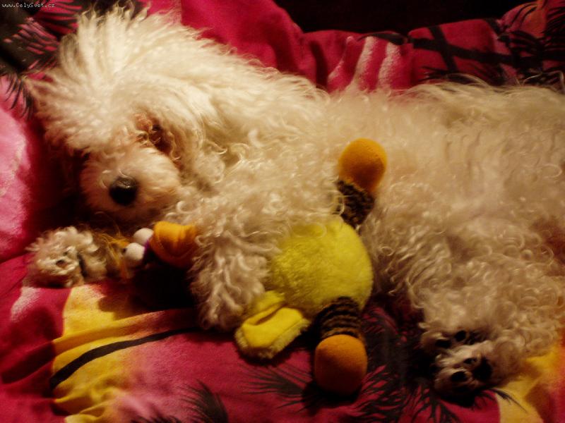 Foto: sp�m s ply���kem