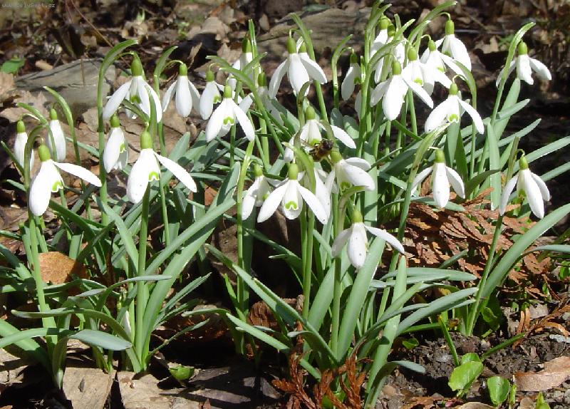 Foto: Sn�enky-Jaro se bl��