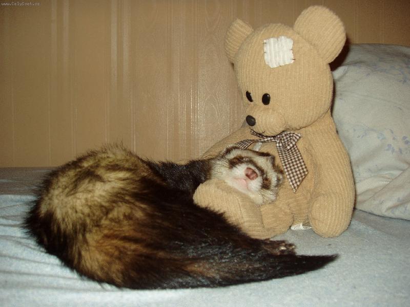 Foto: Dav�dek-Nen� nad dobr�ho str�ce p�� span�.