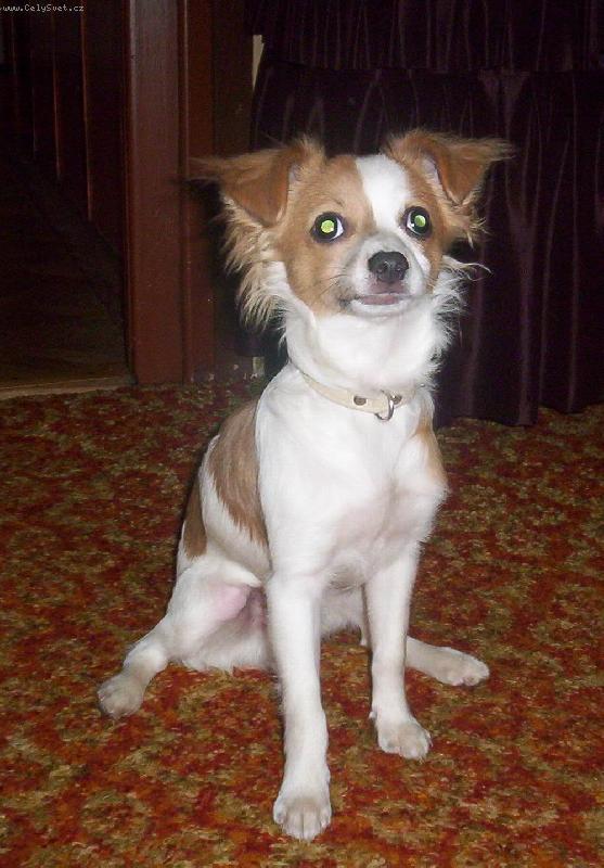 Foto: RAMBO-Moj hafan Rambo