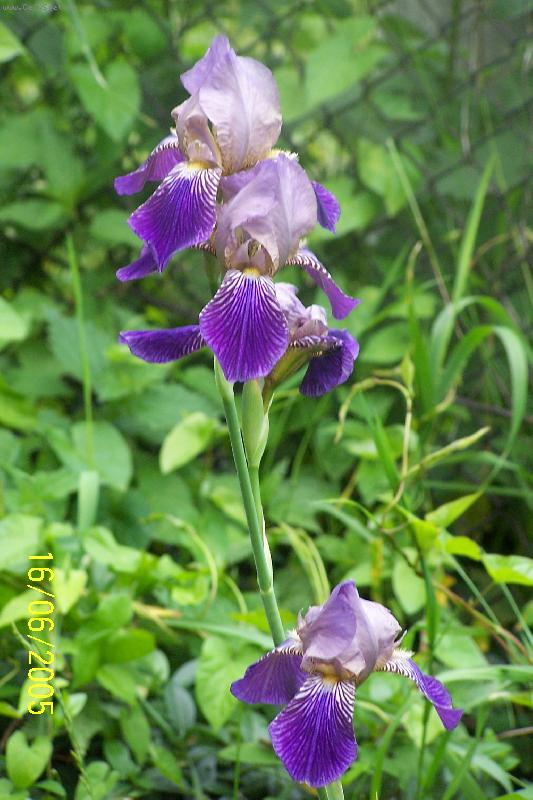 Foto: Kosatec-Kosatec na zahrad�