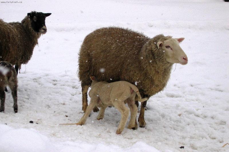 Foto: velk� ��ze�