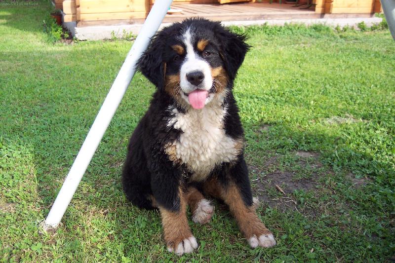 Foto: Kellynka-N� milovan� chlup��ek:)