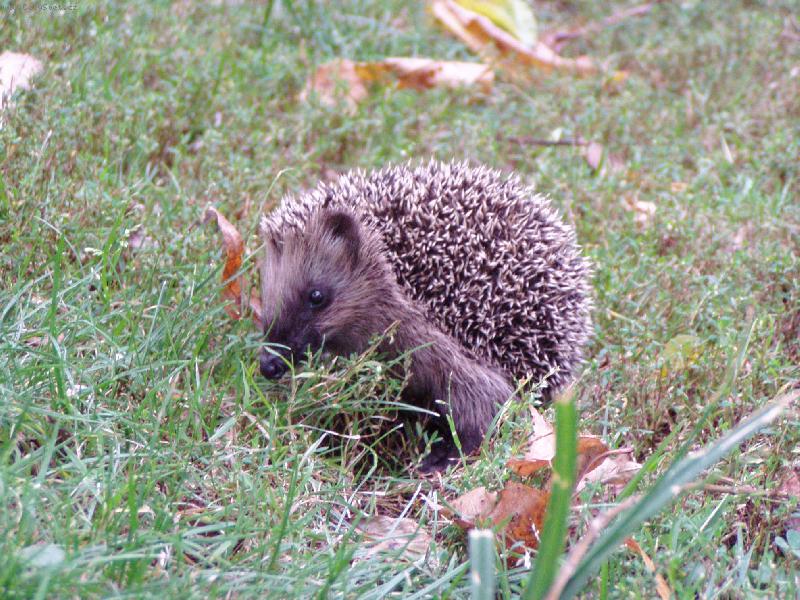 Foto: Je�ek na n�v�t�v�...