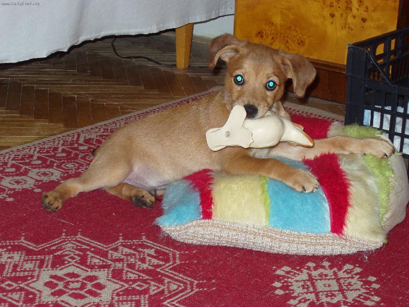 Foto: Art�ek-Tu hra�ku ti ned�m...