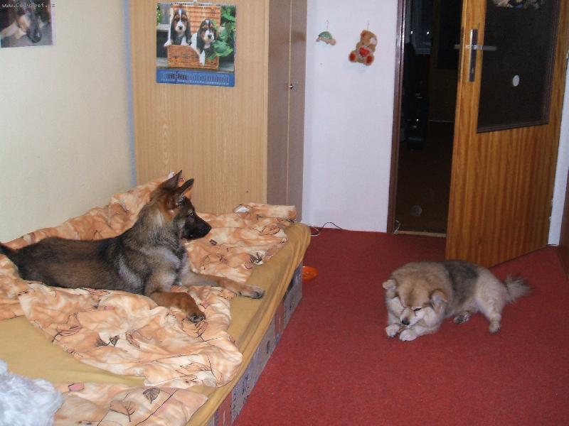 Foto: Ben a Brit-Moji ps� mil��kov�