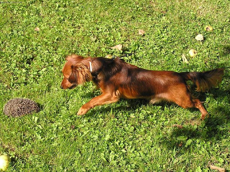 Foto: Co je to za velk� bodl�k?