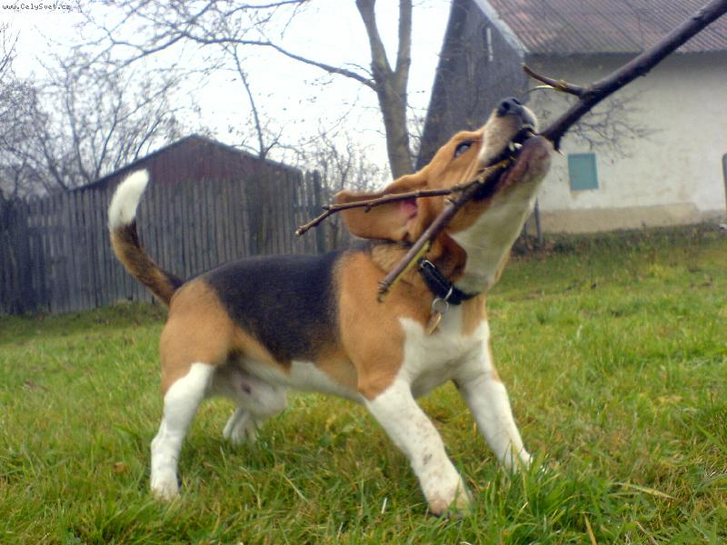 Foto: Eda-kdy� se zakousnu, u� nepust�m