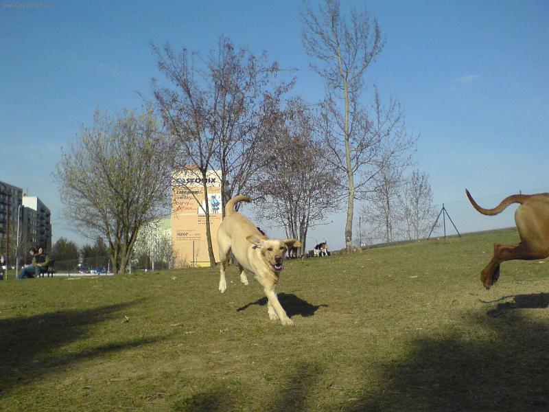 Foto: Pr�v� p�ist�v�m-opleceny vyb�h