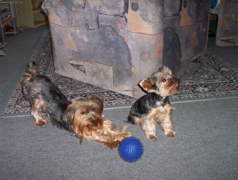 Foto: BENJI A SINDY-P�IVOLAL JSEM SI NA TEBE POMOCNICI