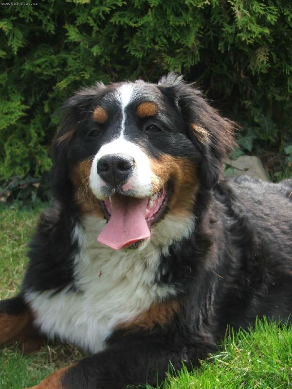 Foto: Corrynka krasavice