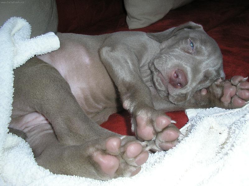 Foto: Garp-To je unaven� �t�n�.