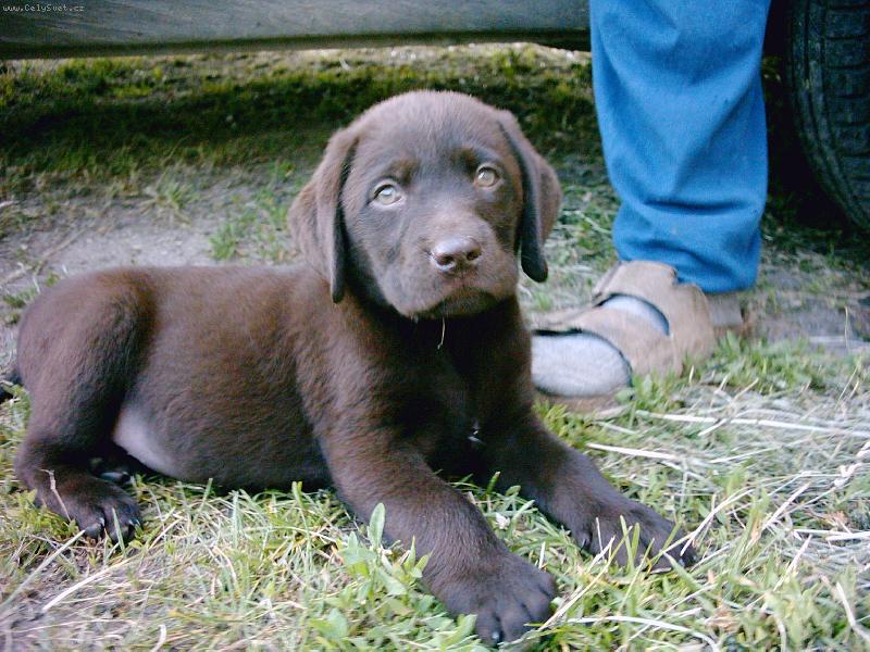 Foto: Chubby-v�ak j� vyrostu