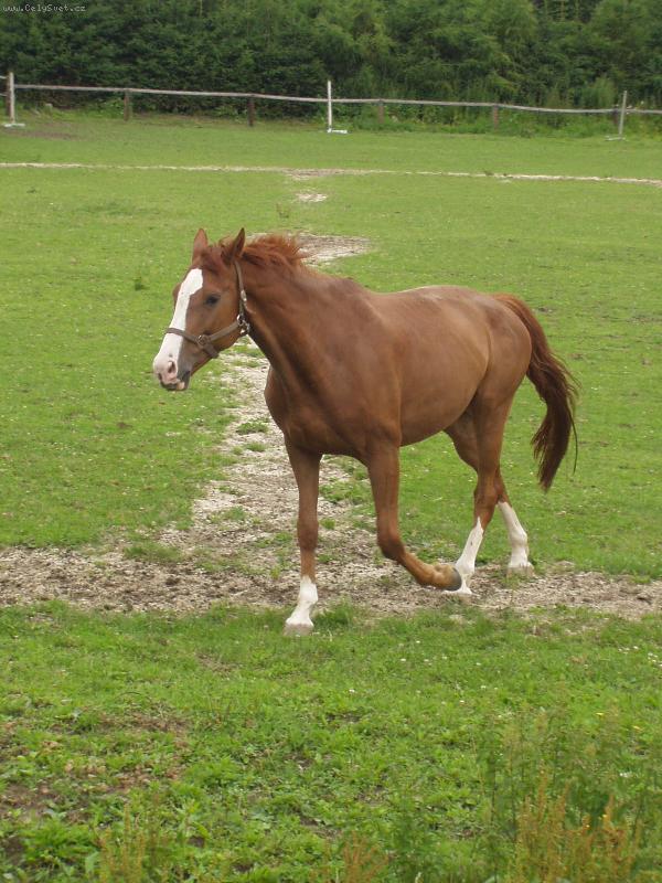 Foto: Kampak ut�k�?-v�ichni si pro maratonce b��...