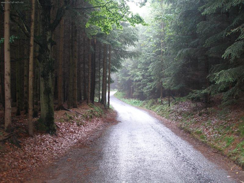 Foto: Lesn� cesta