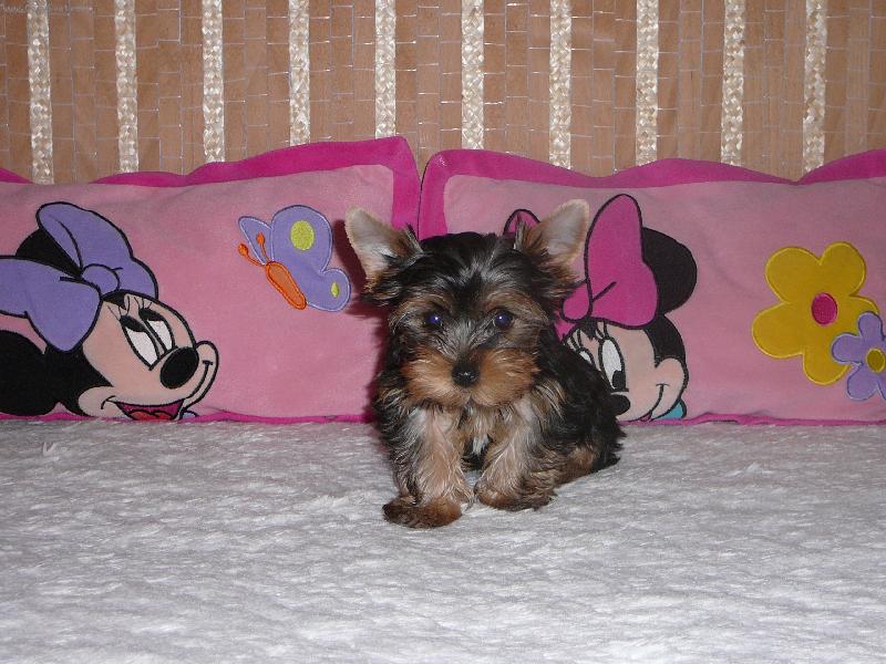 Foto: Aduska-Aduska na posteli