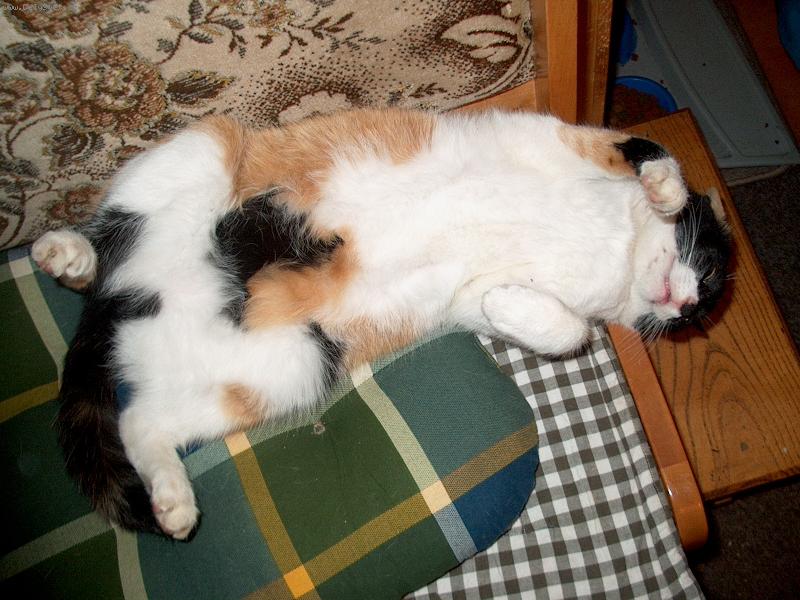 Foto: KOCICKY-malink� L�zinka si opaluje b�ko :-)