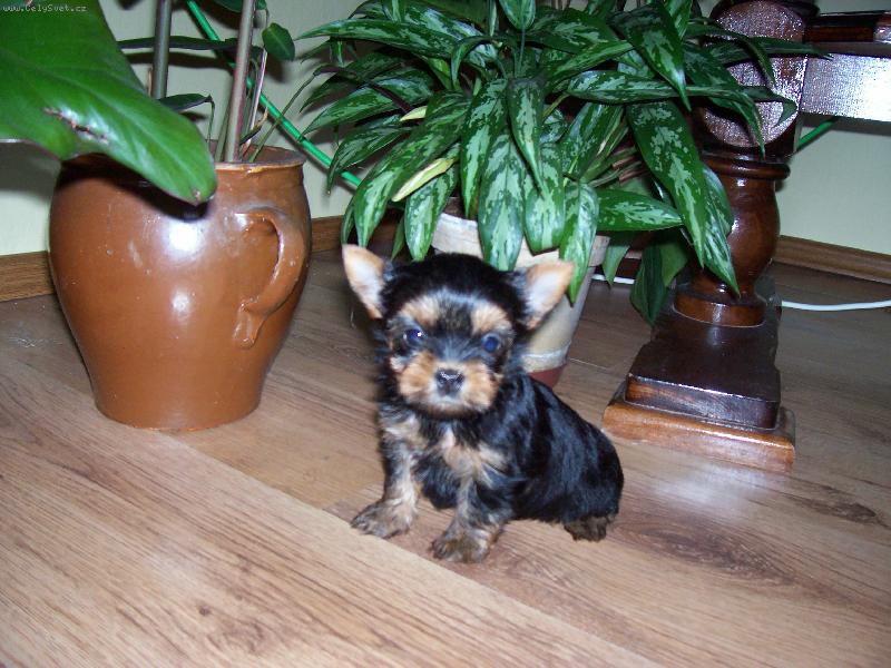 Foto: mal� Fanynka