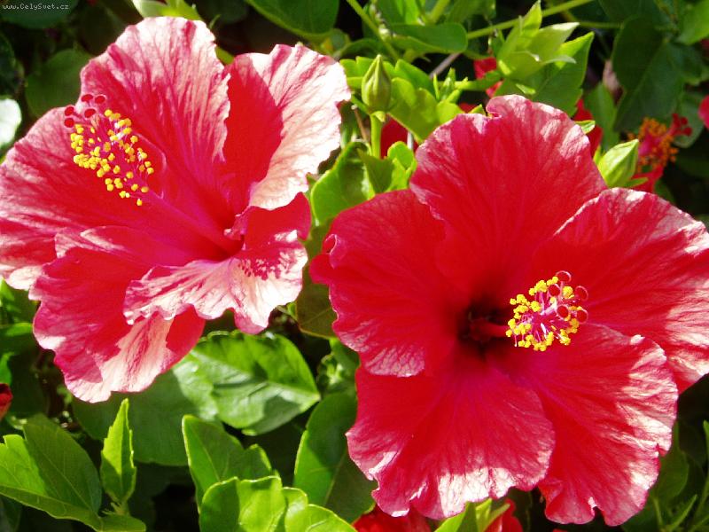 Foto: �eck� ibi�ek-Ibi�ek