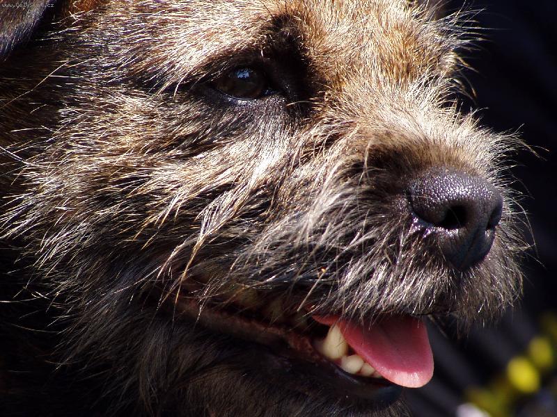 Foto: Detail border teri�r-Brenda