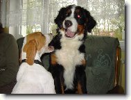 Sežral jsem Karkulku a teď si na řaďe ty !