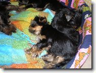 Mal� S�rinky