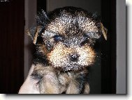 Mal� S�rinky