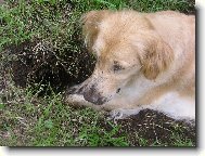 Ko�kopes a jeho d�lo