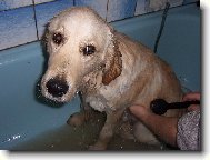 jak zmokl� slepi�ka