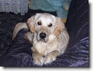 Retr�v�� kuku�