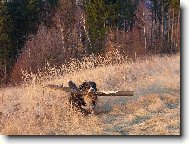 �koda, �e top�me plynem...