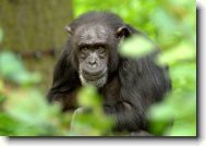 Fotosoutěž: Šimpanz
