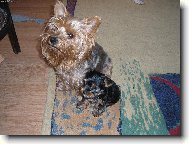 Peggynka a �t���tko