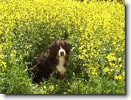 Bernský salašnický pes