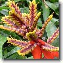 Échmea
