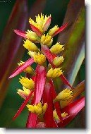 Échmea