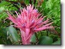 Échmea